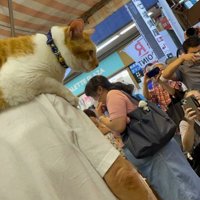 飼い主の肩に乗る猫を見つめるたくさんの客