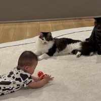赤ちゃんのおもちゃを見る猫たち