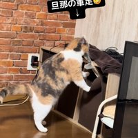 箱から引っ張り出す猫