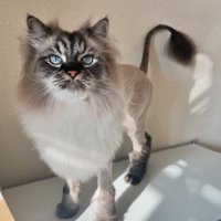 ライオンカットされたグレーの猫