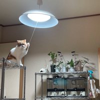 電気の点いた部屋の中に佇む猫