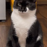 背筋を伸ばす猫