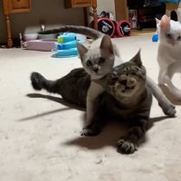 斜め左を向きながらキジトラ猫の上に乗るグレーの猫