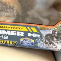 箱に入っている猫