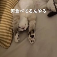 食べているねこ
