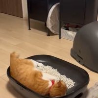 猫トイレで寝転がる猫