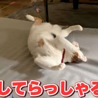 股を開き体をくねらせる猫