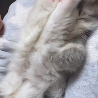 伸ばして揃えた後ろ足を顔につけて寝ている子猫