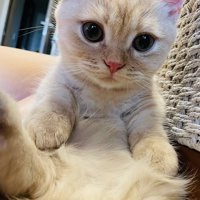後ろ足を前に伸ばして座るマンチカン