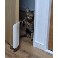 ドアの前の猫