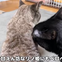 猫を毛づくろいする黒猫