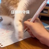 前足を近づける猫