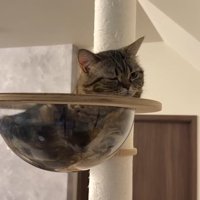 ボウルの中