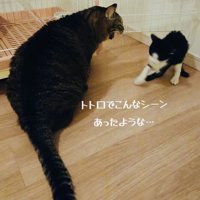子猫を威嚇するキジトラ猫