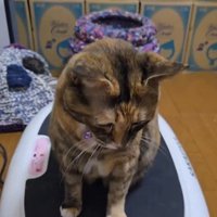 ブルブルマシンの上に乗っている猫