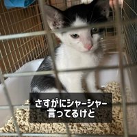 猫トイレに座る子猫