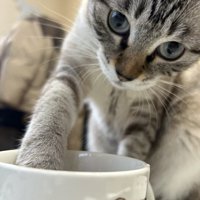 トラ模様が入っている猫の顔