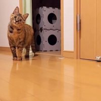 部屋の隅に立つ猫