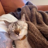 揺れても寝続ける猫