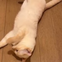 寝転がっている猫