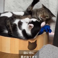 前足をあげるキジトラ猫
