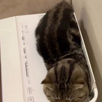 空気清浄機に入っている猫（上からアングル）