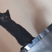 テレビの上の黒猫と黒猫を見つめるサビ猫