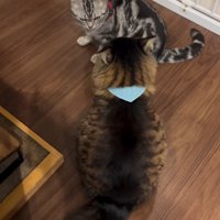 向かい合う2匹の猫