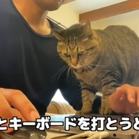 パソコンをしたい飼い主と邪魔をする猫