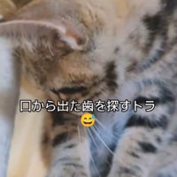 顔を横へ向けて床を見る猫