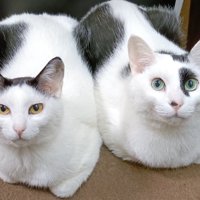 並んで香箱座りする2匹の猫