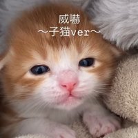 毛布の中から正面を見つめるむぎくん