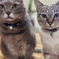 座って正面を見るグレートラ猫とシャムトラ猫