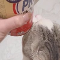 缶にスリスリする猫2