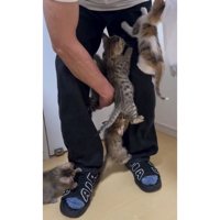 人の脚と子猫たち
