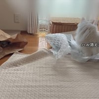 ハル消えた？？