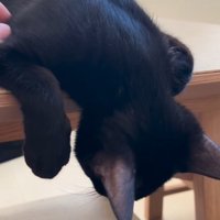 揺する