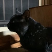 外を眺める黒猫
