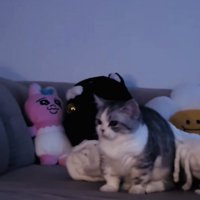 ソファで起き上がるミヌエット