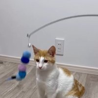 おもちゃを見る善くん