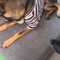 猫の上に座る青い服を着た犬
