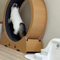 浮く猫