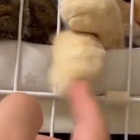 猫の前足を左右に弾く撮影者の指
