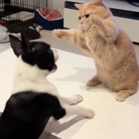 犬に向かって両手をあげている猫