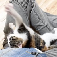 手にパンチする三毛さん