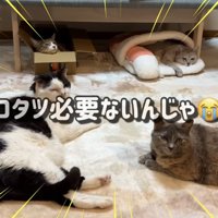 カーペットでくつろぐ猫達