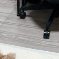 距離を開けて座る2頭の猫