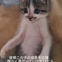 仰向けになる子猫