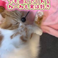 娘に遊んでもらう猫