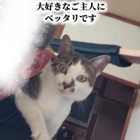 人の肩に乗る猫